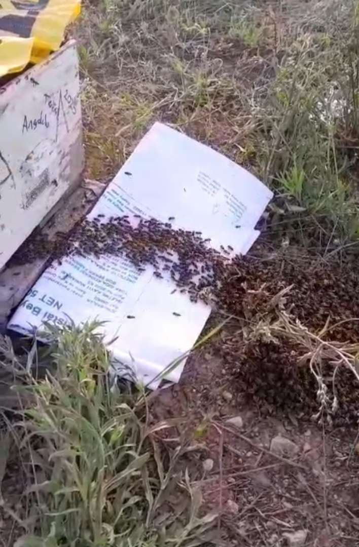 Genç ve Verimli Ana Arı Satışı | Balcı Ahme